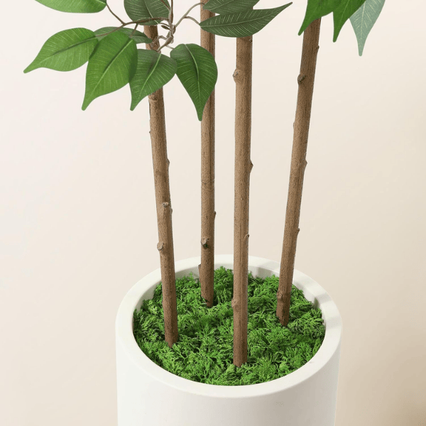 6FT Artificial Ficus Tree with White Planter